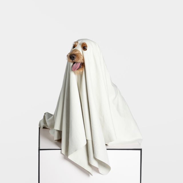 bump up, dog bath towel, ghost dressup, high quality microfibre, super-absorbent, quick-dry