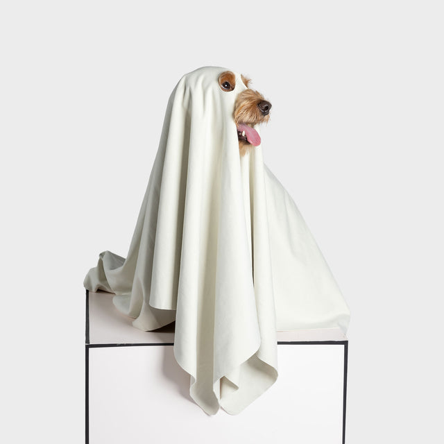 bump up, dog bath towel, ghost dressup, high quality microfibre, super-absorbent, quick-dry
