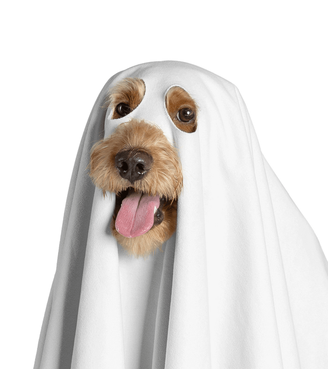 bump up, dog bath towel, ghost dressup, high quality microfibre, super-absorbent, quick-dry