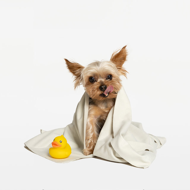 bump up, dog bath towel, ghost dressup, high quality microfibre, super-absorbent, quick-dry