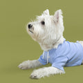 bump_up_Crop_Hoodie_Blue_Dogwear_1